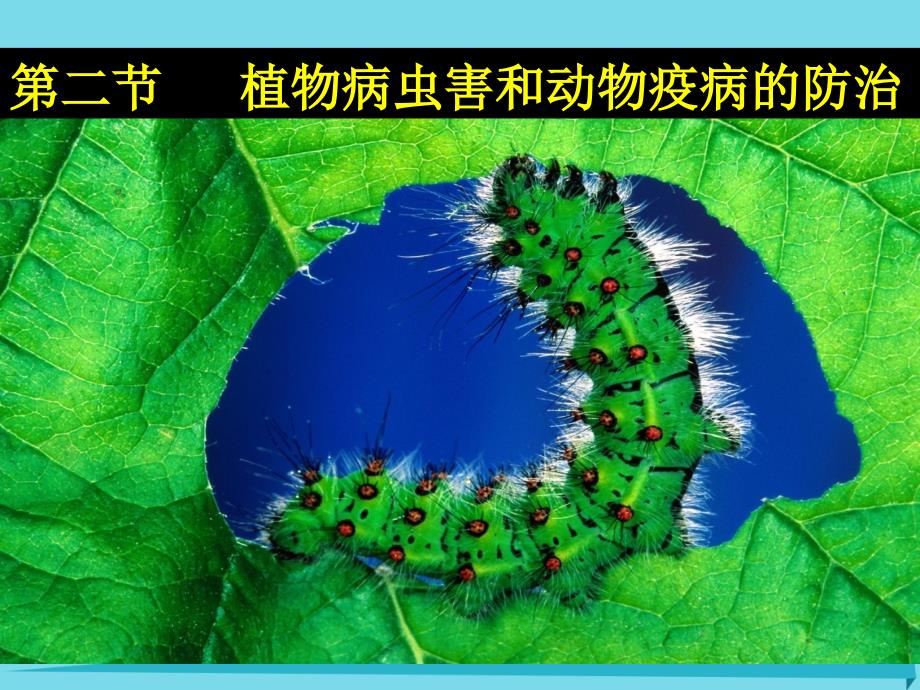 高中生物 第一章 生物科学与农业 1.2 植物病虫害和动物疫病的防治课件 浙科版选修2_第1页