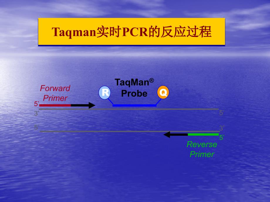 荧光定量pcr检测项目_第3页