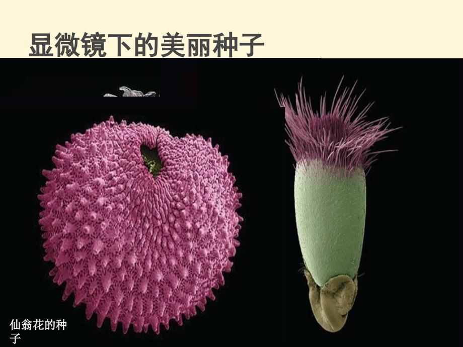 八年级生物上册《种子萌发过程的》精品课件_第2页