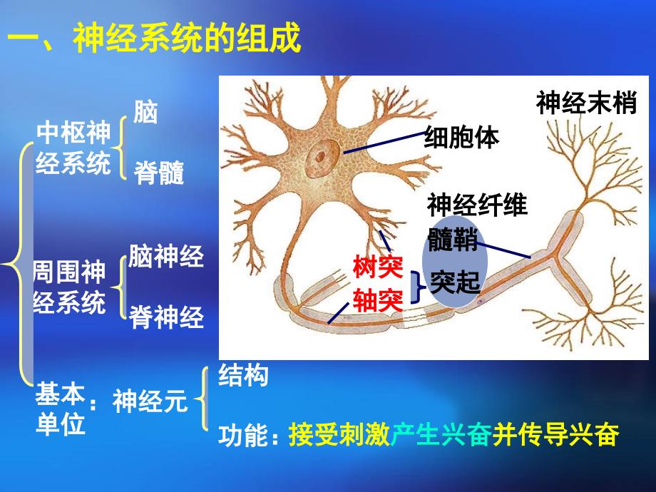 生物必修三神经调节_第2页