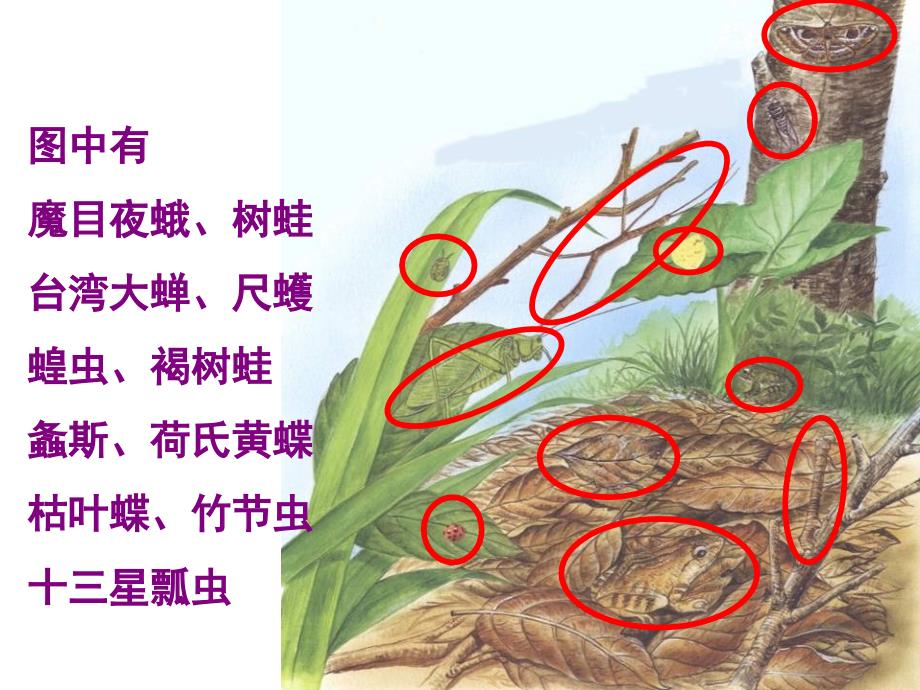 五年级上册科学课件-2.9 奇妙的护身术丨冀教版  (共25张PPT)_第1页