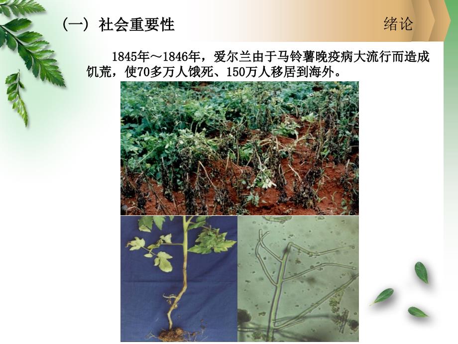 柯南科技大学植物病理学崔林开课件第一章_第4页