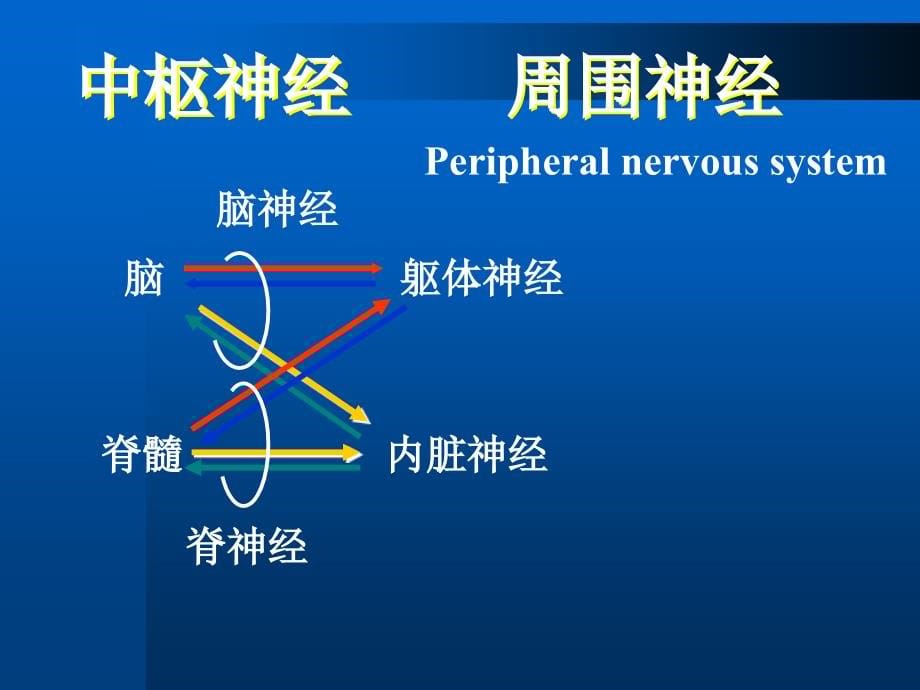 周围神经病诊断和鉴别诊断原则ppt_第5页