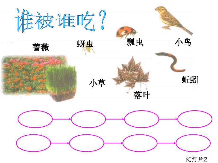 六年级上册科学课件-2.10 动物与能量丨冀教版 (共14张PPT)_第3页