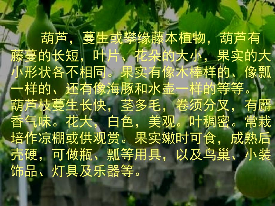 部编版二年级上册《我要的是葫芦》ppt_第2页