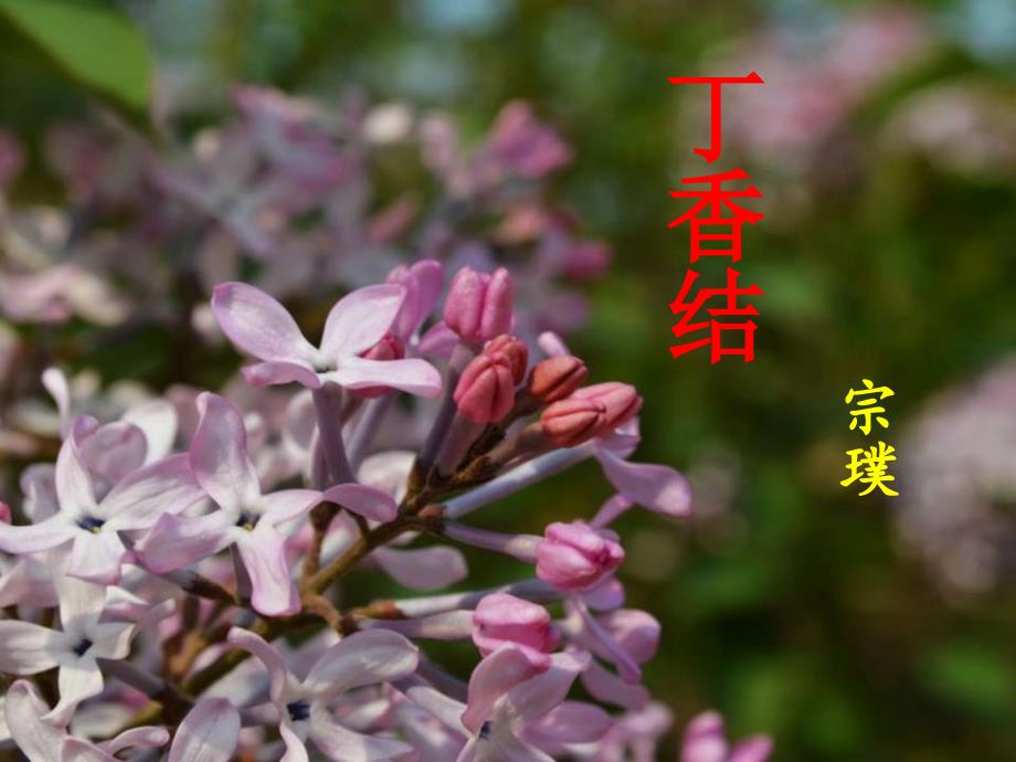 六年级语文《丁香结-》-宗璞_第1页