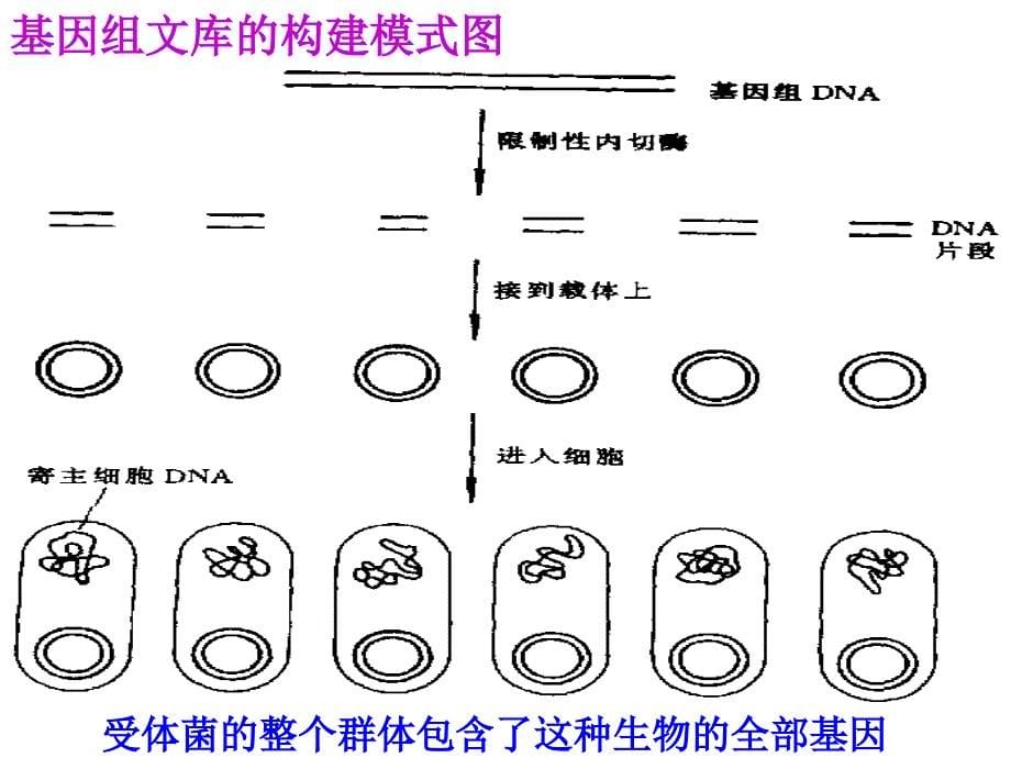 1.2 基因工程的基本操作程序(选修3)_第5页