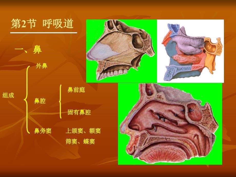 正常人体学基础课件：第05章 呼吸系统_第5页