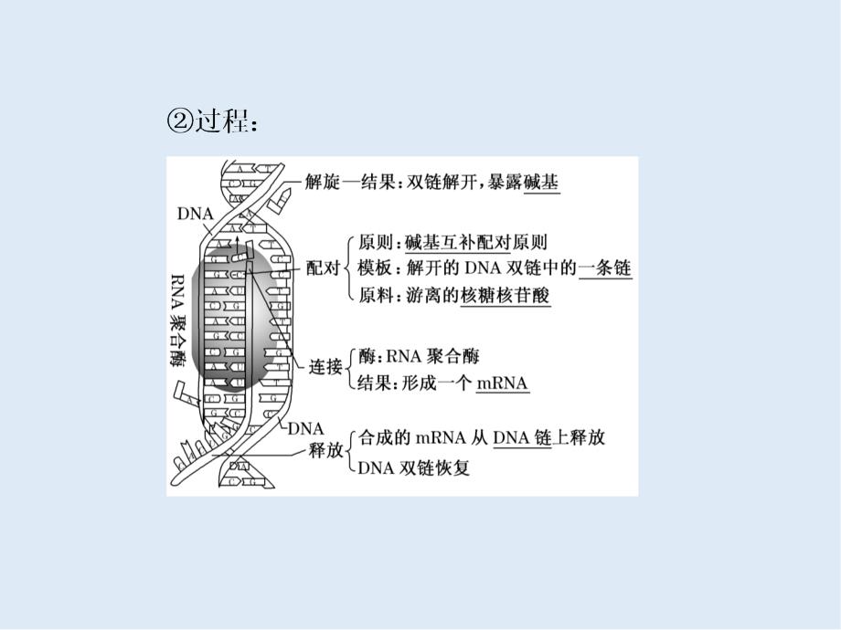 高一生物苏教版必修二课件：第四章 第三节 基因控制蛋白质的合成_第4页