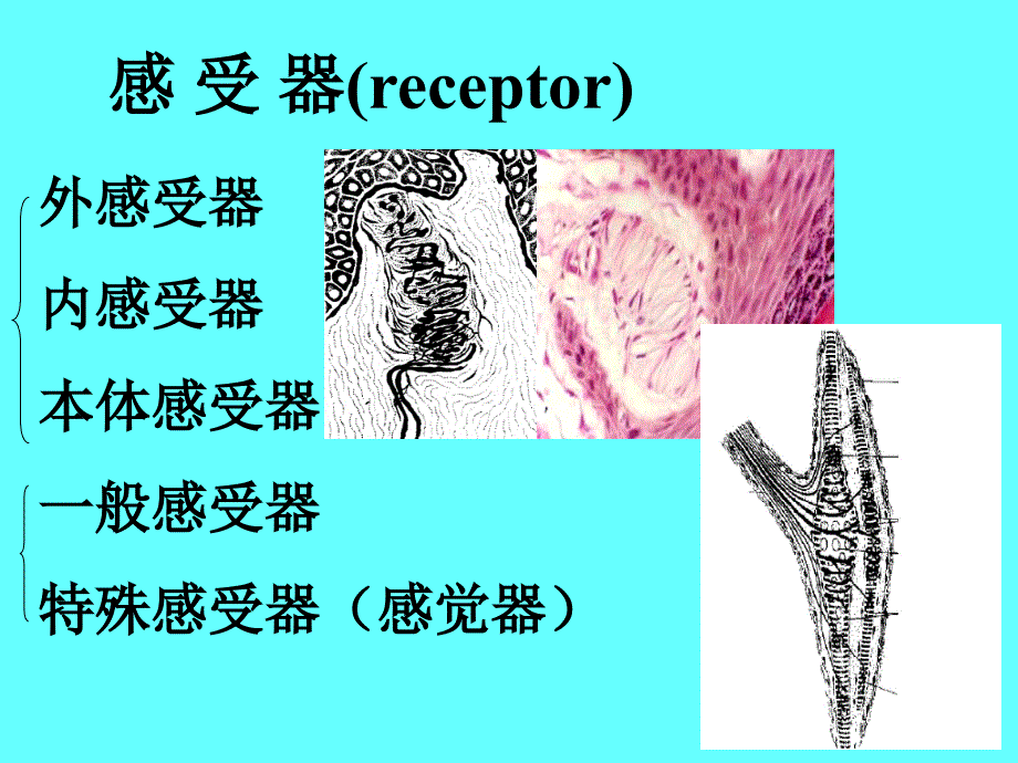 人体解剖学课件：感觉器_第2页