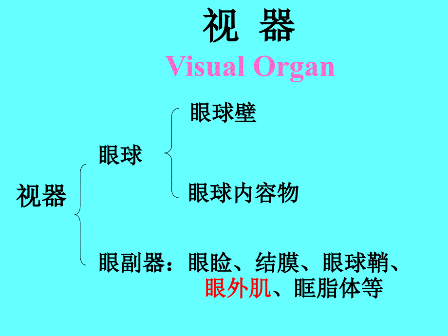 人体解剖学课件：感觉器_第4页