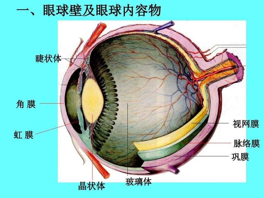 人体解剖学课件：感觉器_第5页