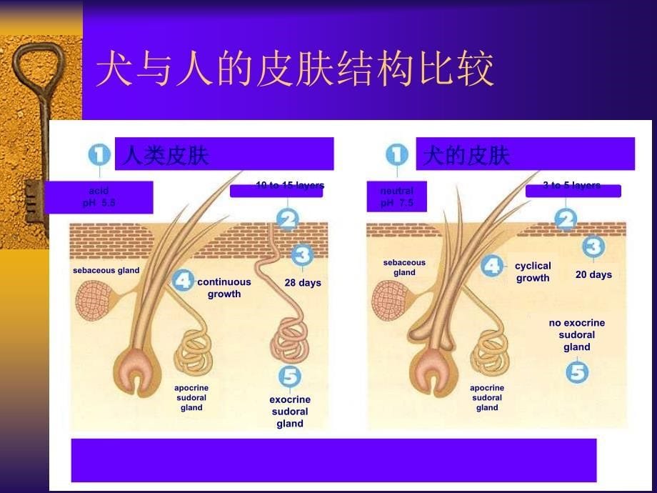 犬临床皮肤病病例分析林德贵_第5页