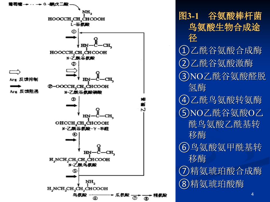 发酵调控PPT文档资料_第4页