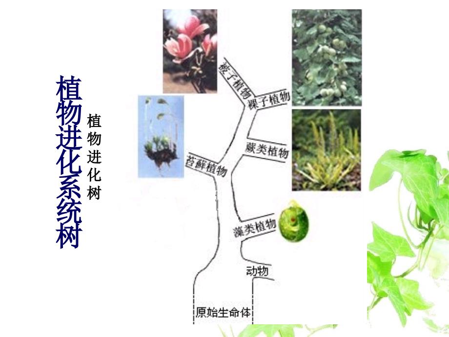 八年级生物下册22.3植物的主要类群课件1北师大版课件_第3页