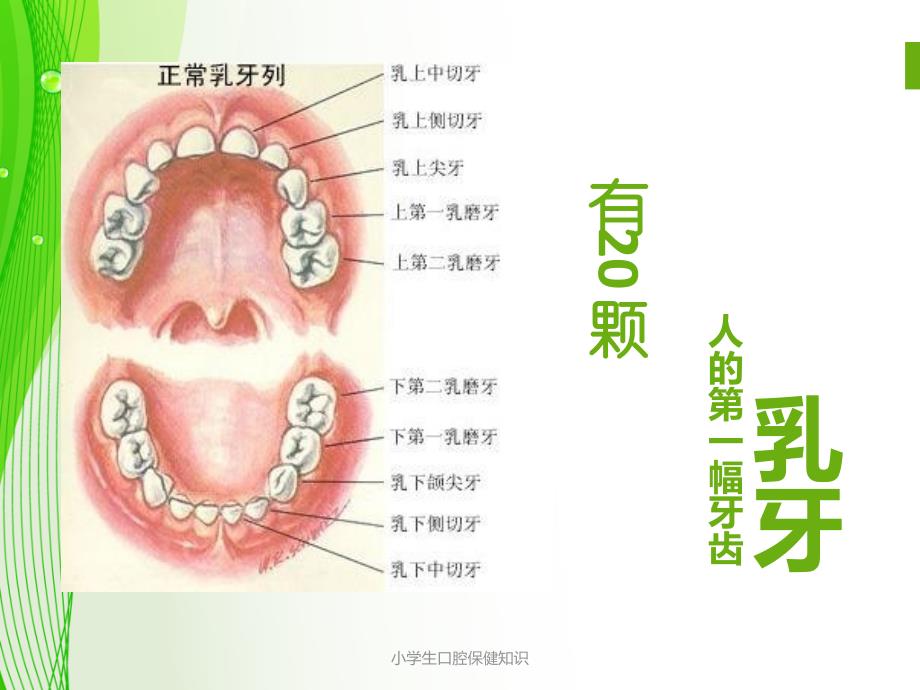 小学生口腔保健知识_第4页