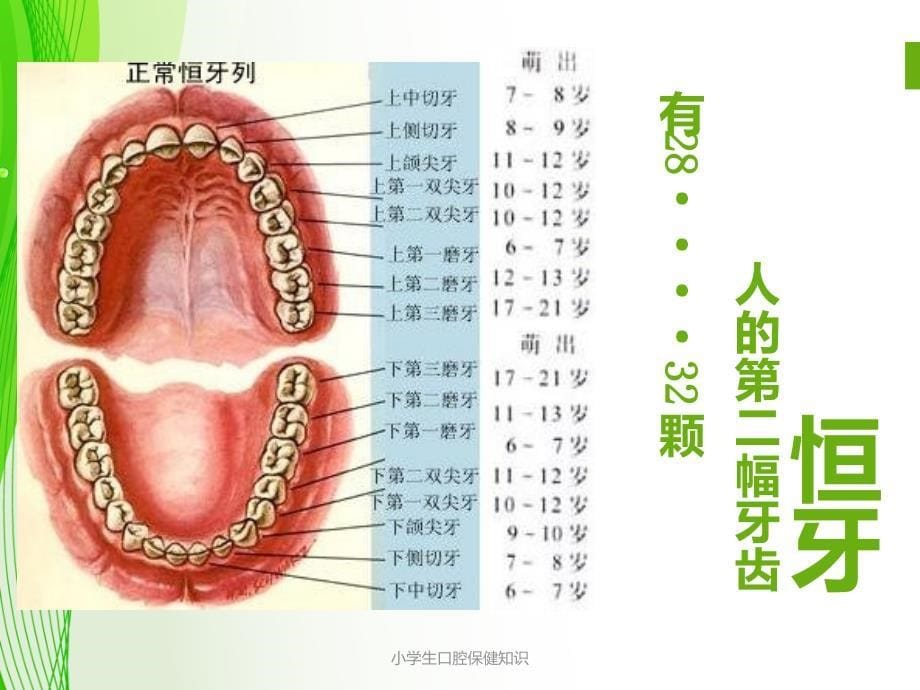 小学生口腔保健知识_第5页