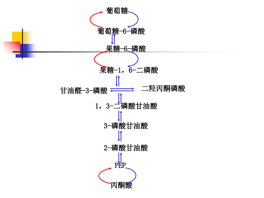 糖异生与乙醛酸循环_第4页