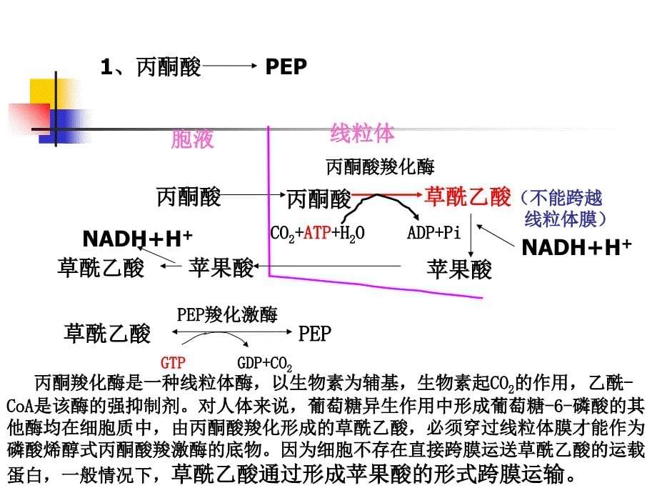 糖异生与乙醛酸循环_第5页