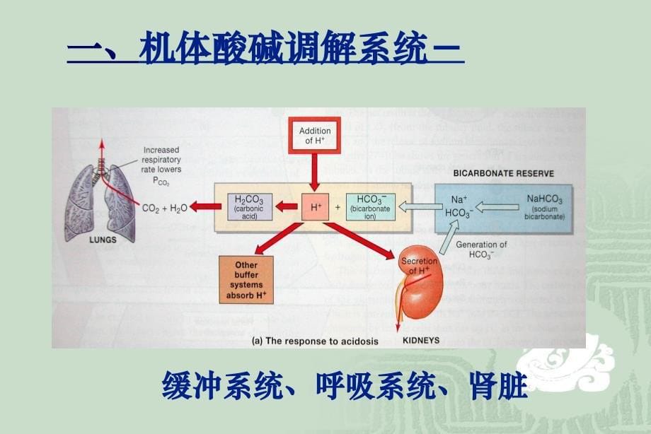 医院动脉血气分析与呼吸机使用_第5页