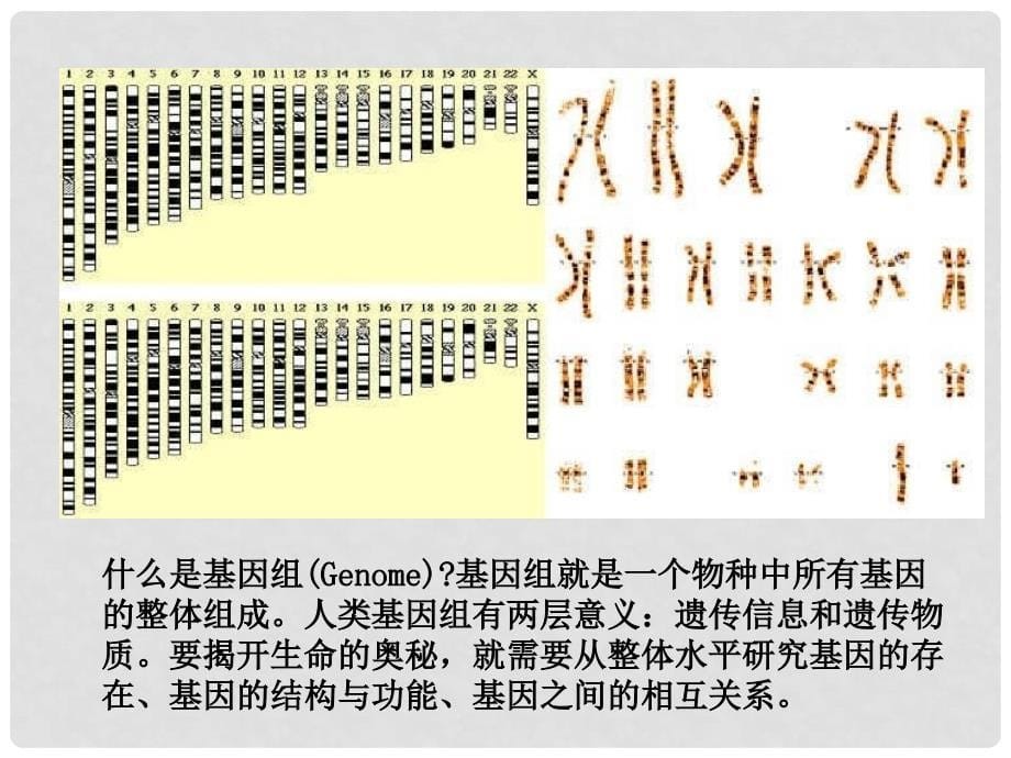 高中生物 第一册 第1章 走近生命科学 1.1 走进生命科学的世纪课件（1）沪科版_第5页