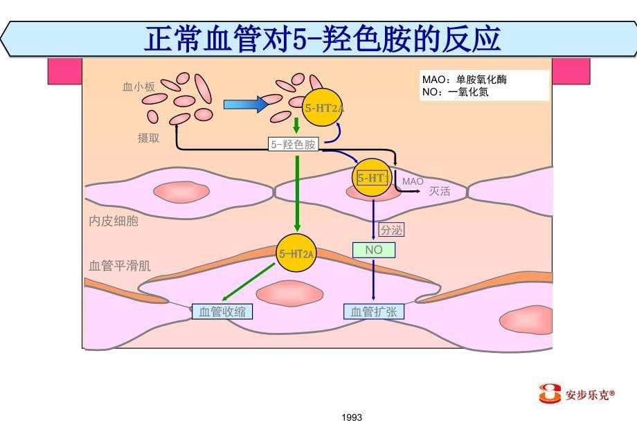 羟色胺(5HT)抗凝扩血管的作用机制(论文资料)_第5页