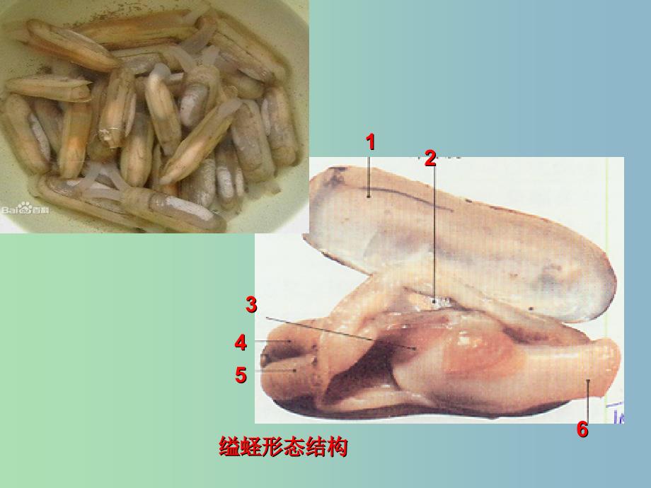 八年级生物上册 5.1.3 软体动物和节肢动物课件 （新版）新人教版.ppt_第4页