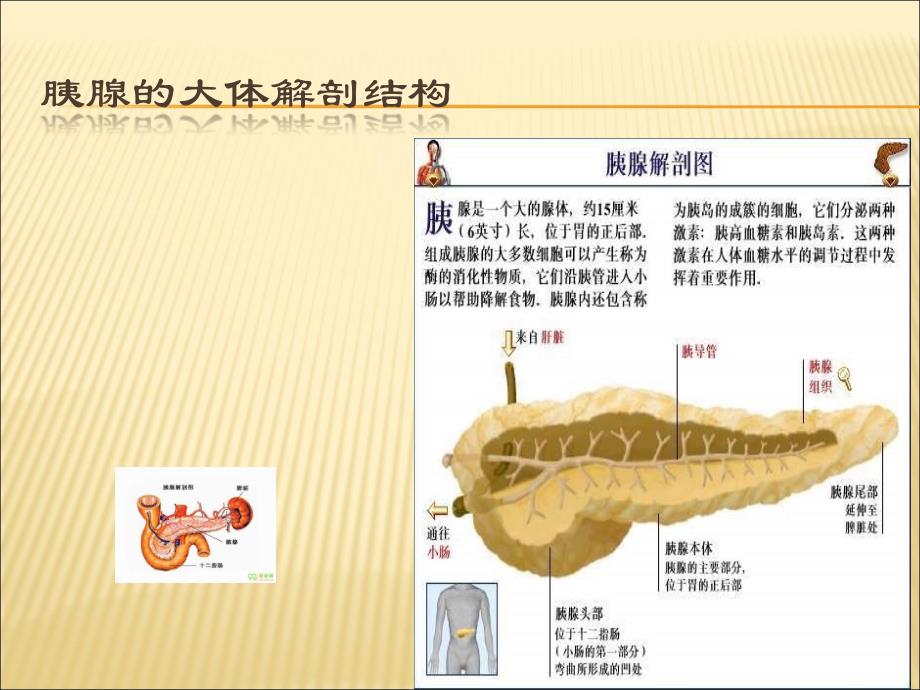 《胰腺的组织解剖》PPT课件_第1页