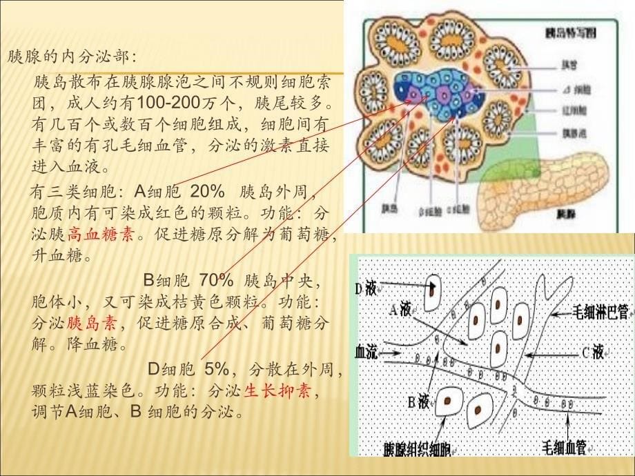 《胰腺的组织解剖》PPT课件_第5页