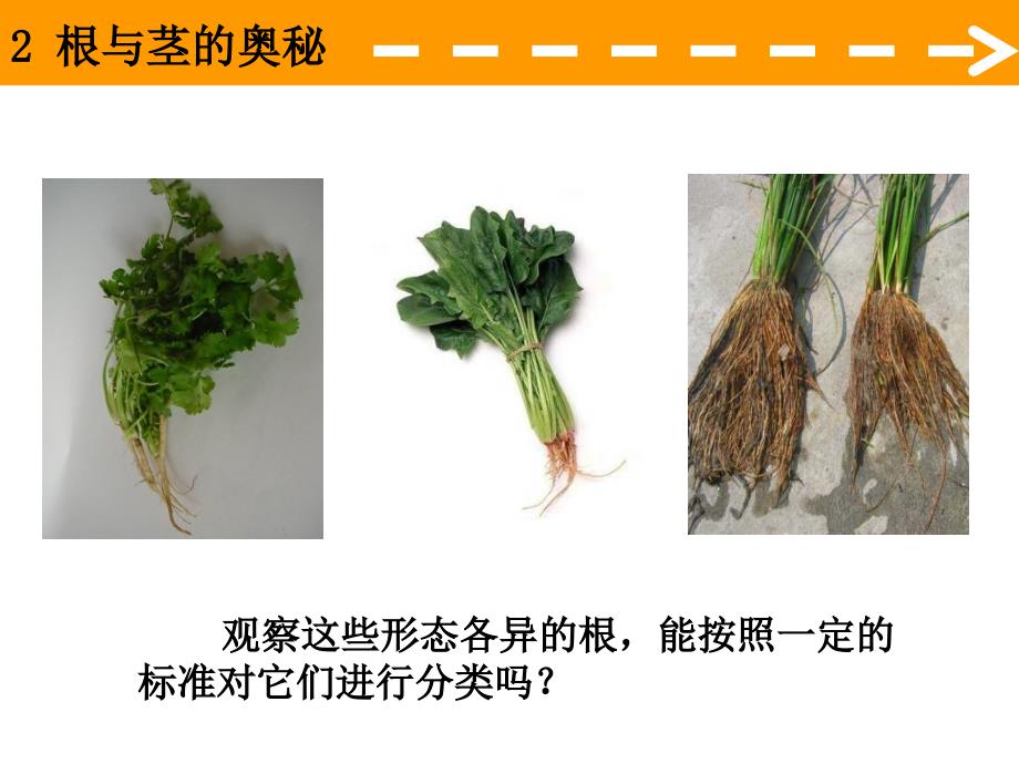 (湘教版)四年级科学上册课件根与茎的奥秘_第4页