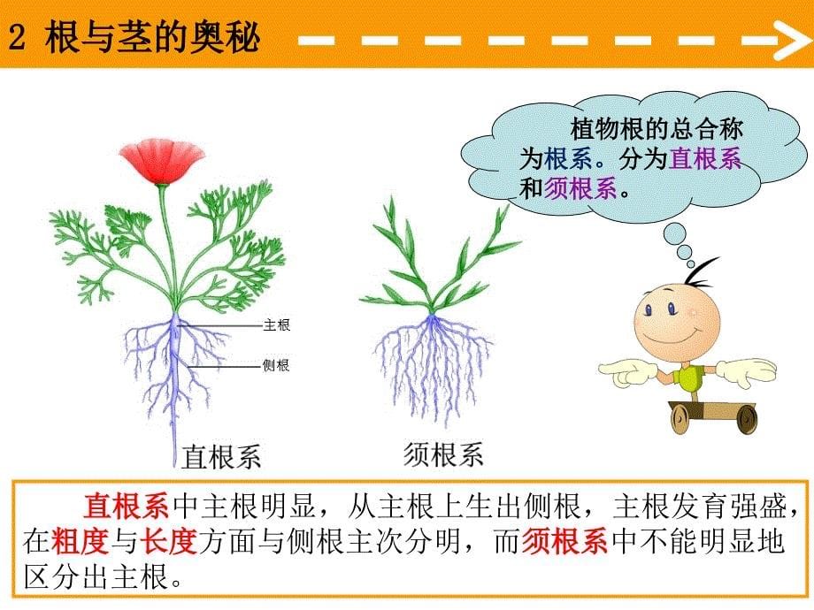 (湘教版)四年级科学上册课件根与茎的奥秘_第5页