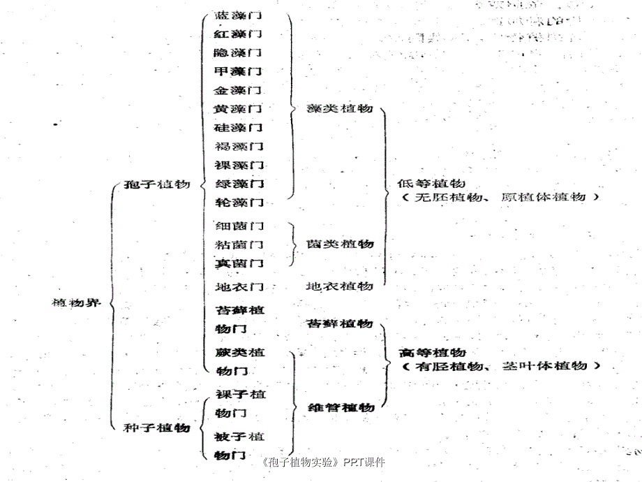 孢子植物实验课件_第2页