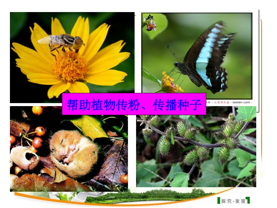 动物在生物圈中的作用_第4页