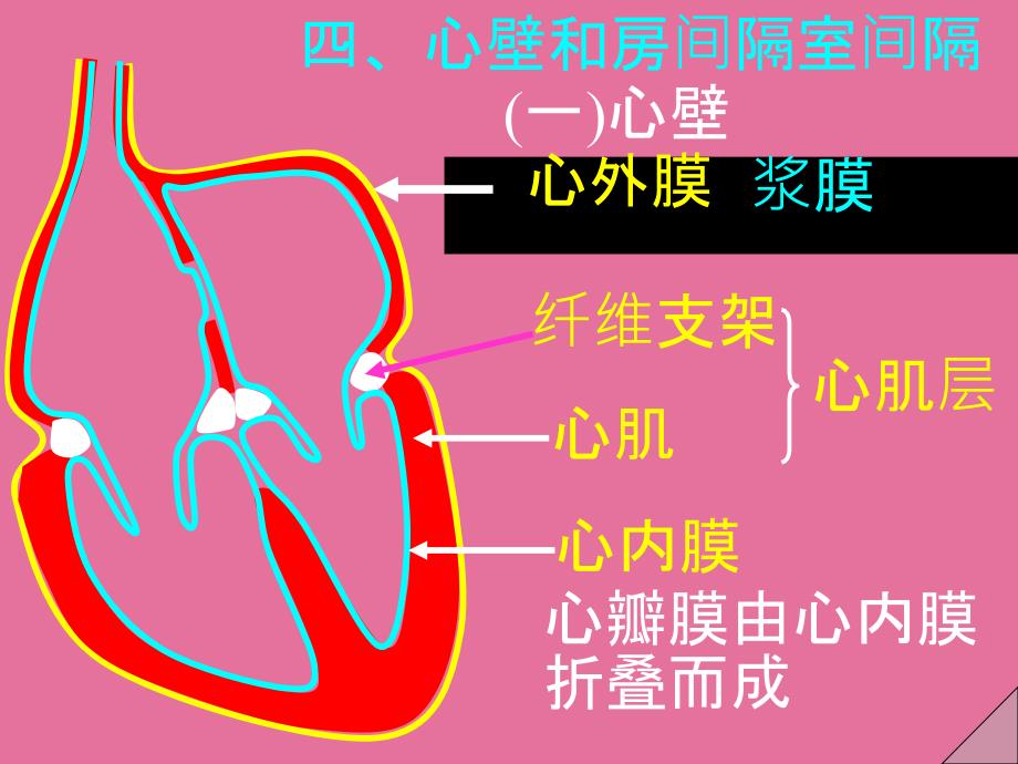 系统解剖34心2ppt课件_第1页