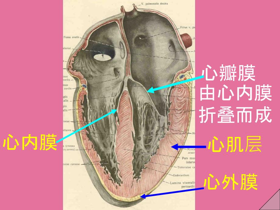 系统解剖34心2ppt课件_第2页