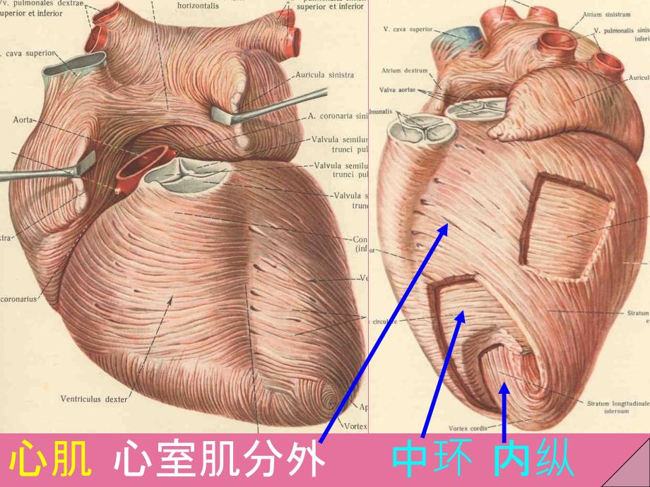 系统解剖34心2ppt课件_第3页