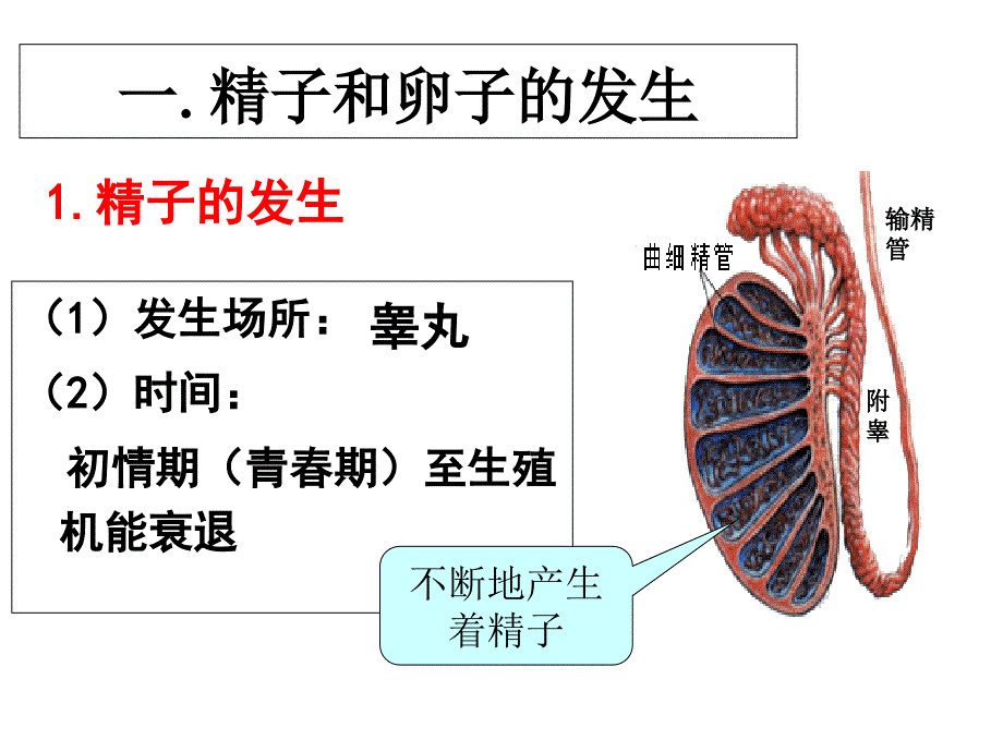 体内受精和早期胚胎发育课件ppt_第4页