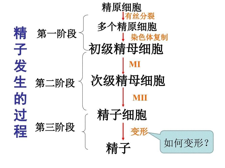 体内受精和早期胚胎发育课件ppt_第5页