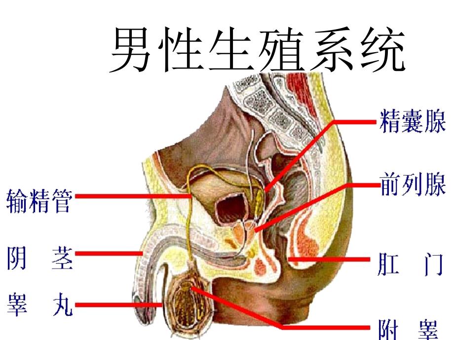 人的繁殖及生殖过程.ppt_第2页