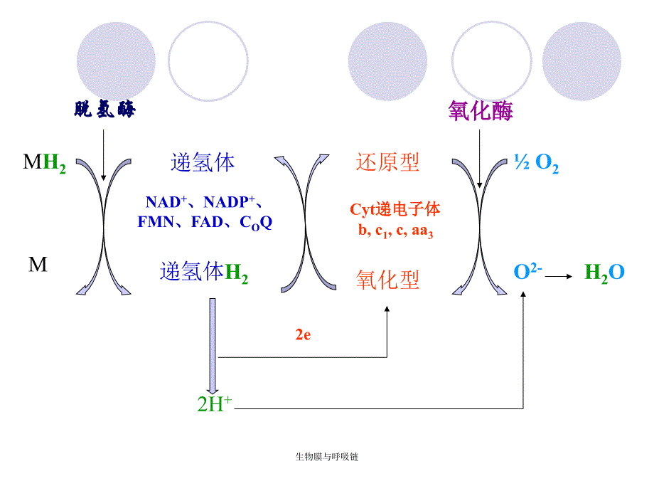 生物膜与呼吸链课件_第3页