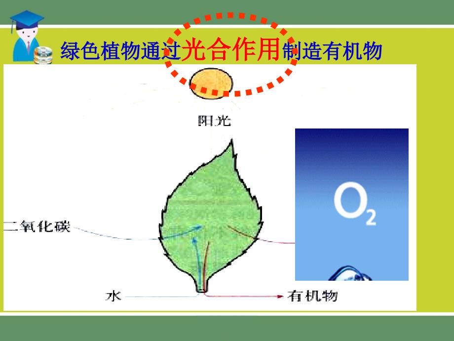 第四章绿色植物是生物圈中有机物的制造者ppt_第3页