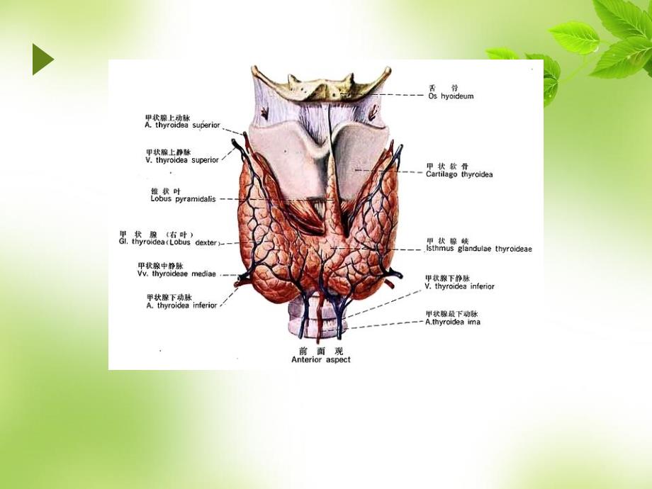 甲状腺癌护理查房02_第3页