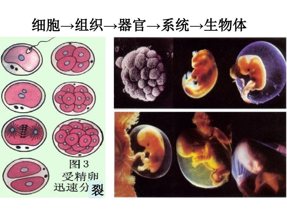 细胞的分化、癌变和衰老_第4页