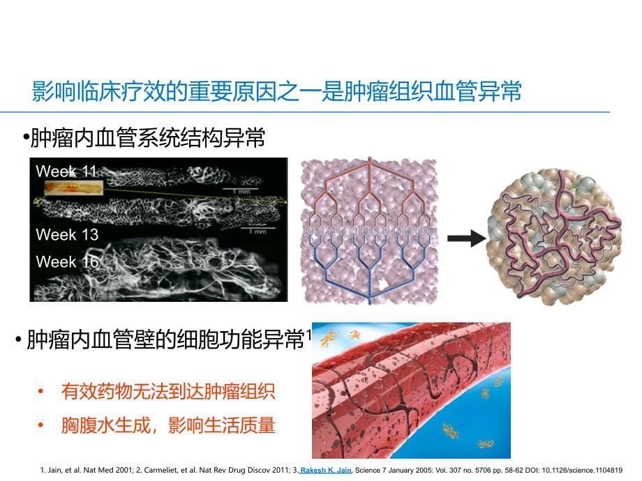 安维汀抗血管治疗机制_第5页