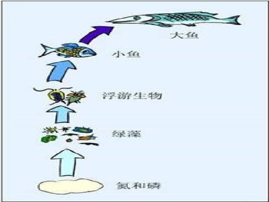 2019春六年级科学下册 3.5《给金鱼安个舒适的家》课件2 大象版.ppt_第3页