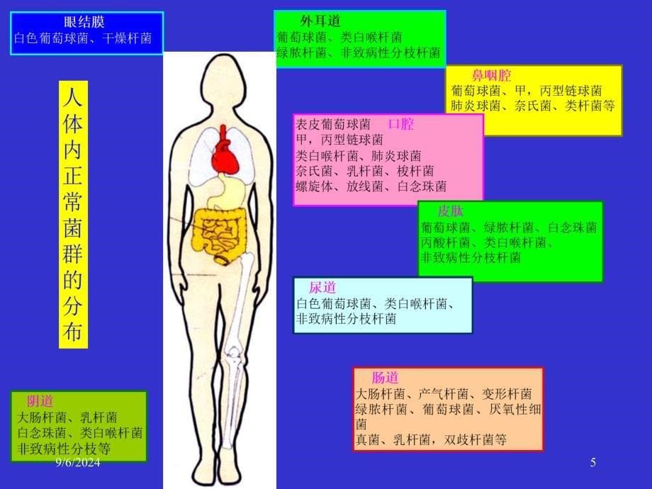 细菌的感染与免疫课件_第5页