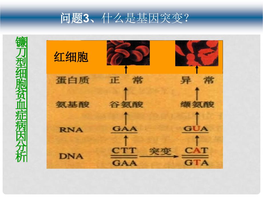 高中生物生物的变异1课件旧人教必修2_第4页