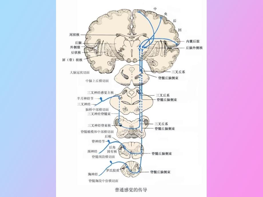 脑和脊髓的主要传导束医学_第4页