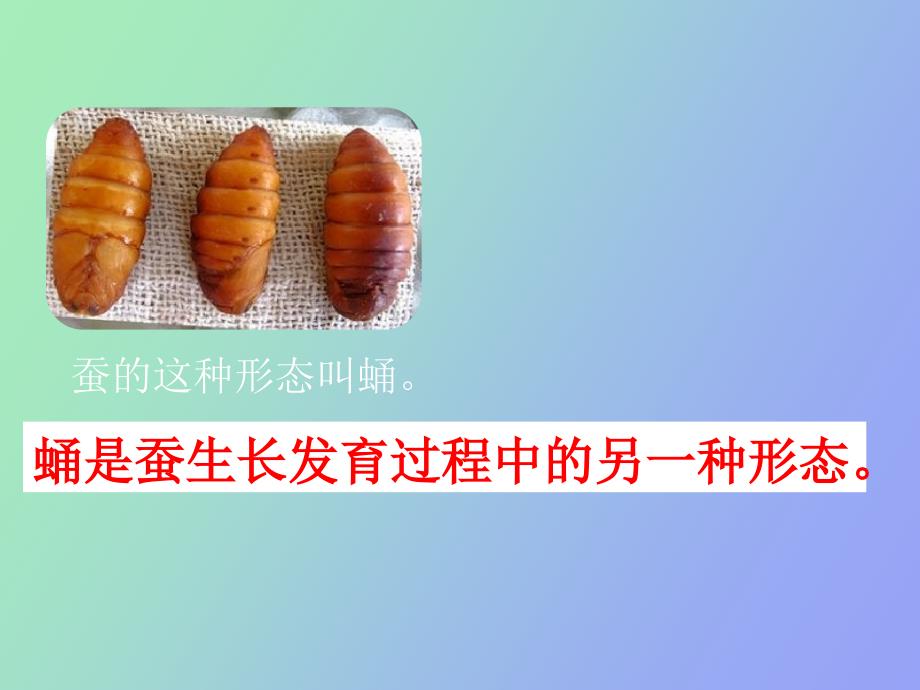 蚕变了新模样好用_第4页