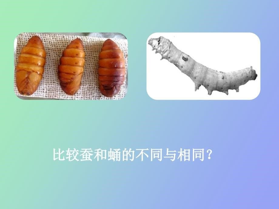 蚕变了新模样好用_第5页